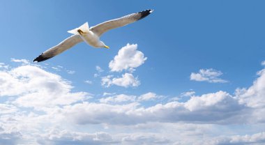 Mavi gökyüzünde beyaz bulutlarla uçan martılar, denizin üstünde yakın plan martılar.