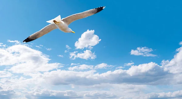 Möwe Fliegt Den Blauen Himmel Mit Weißen Wolken Möwe Aus — Stockfoto