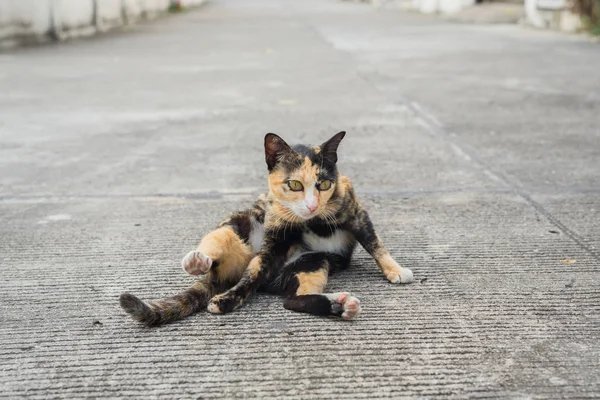 Tevékenységének macska — Stock Fotó