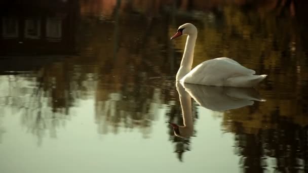 cygne blanc sur un lac dans un village en automne 