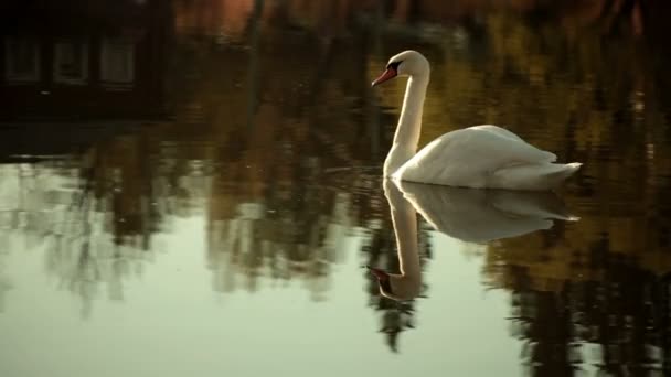 Weißer Schwan Auf Einem See Einem Dorf Herbst — Stockvideo