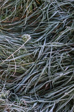 Sabah ayazıyla yeşil çimenler ve bahçede güneş ışığı, donmuş pl