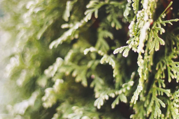 Zelená tráva s ranním mrazem a slunečním světlem v zahradě, mražená grilovaná — Stock fotografie