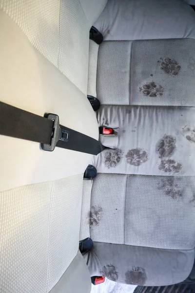 Dry cleaning machine. Footprints of a dog in the seat. Dirty paw — 스톡 사진