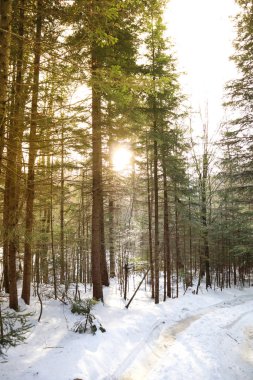 Ormanda gün doğumu. Işık huzmeleri. Orman uyanıyor. Winte
