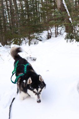 Dağlarda, iri yarı bir köpekti. Dovbush kışın sallanıyor. Trave.