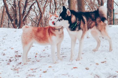 İri köpekler köpek parkında oynarlar. Hayvan Oyunları. Pirinç yünü. Siyah 