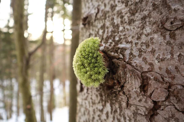 L'alba nella foresta. Raggi di luce. La foresta si sveglia. Winte — Foto Stock