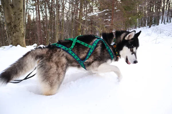 Husky hond..... in de bergen. Dovbush rotsen in de winter. Trave — Stockfoto