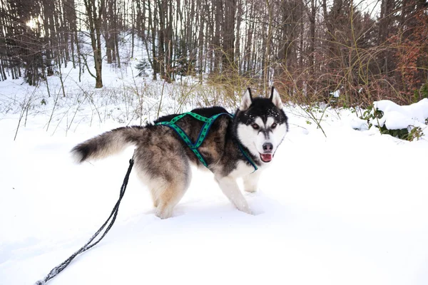 Husky hond in de bergen. Dovbush rotsen in de winter. Trave — Stockfoto