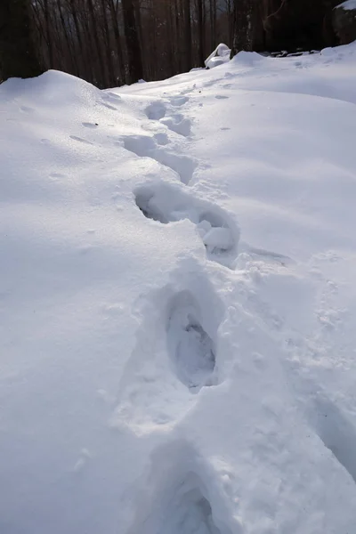 Lidské Stopy Sněhu — Stock fotografie