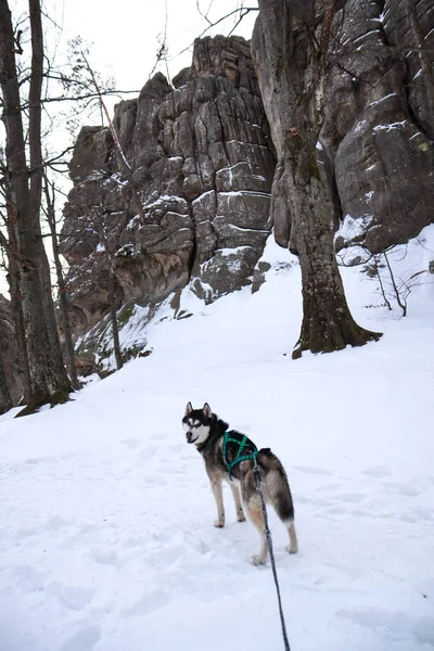 O cão Husky é o Filadélfia nas montanhas. Dovbush rochas no inverno. Trave. — Fotografia de Stock