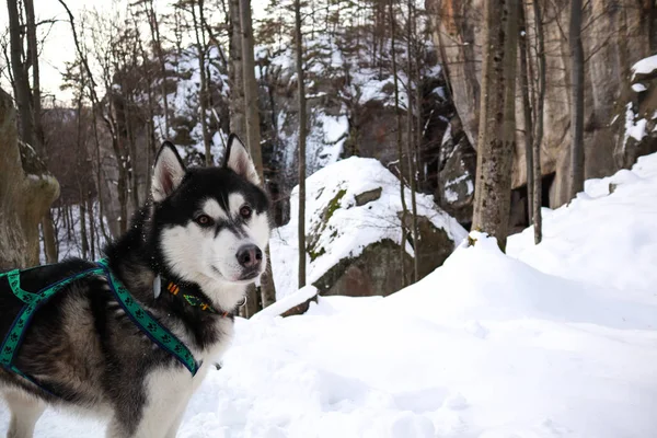 O cão Husky é o Filadélfia nas montanhas. Dovbush rochas no inverno. Trave. — Fotografia de Stock