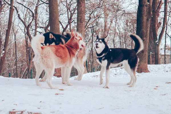 Husky hundar leker i hundparken. Djurspel. Risull. Svart — Stockfoto