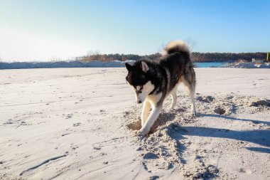 Bir Husky köpeği kumsalda yürür. Gölde yürüyorum.