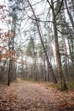 Yağmur sonrası ormanda yosun. Ukrayna Karpat Dağları.