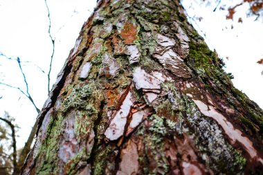 Yağmur sonrası ormanda yosun. Ukrayna Karpat Dağları.