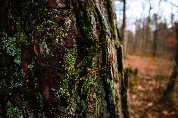 Moss Bosque Después Lluvia Montañas Los Cárpatos Ucrania — Foto de Stock