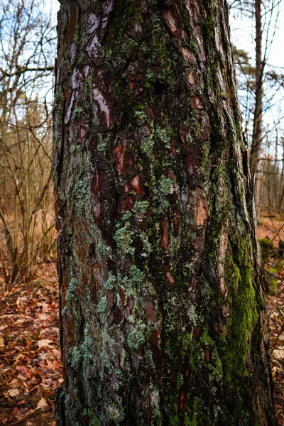 Moss Lese Dešti Ukrajinské Karpaty — Stock fotografie