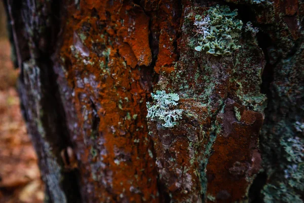 Moss Forest Rain Ukrainian Carpathian Mountains — Stock Photo, Image