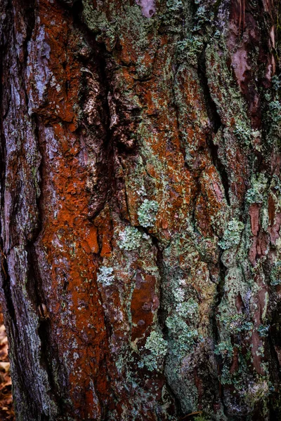 Mossa Skogen Efter Regn Ukrainska Karpaterna — Stockfoto