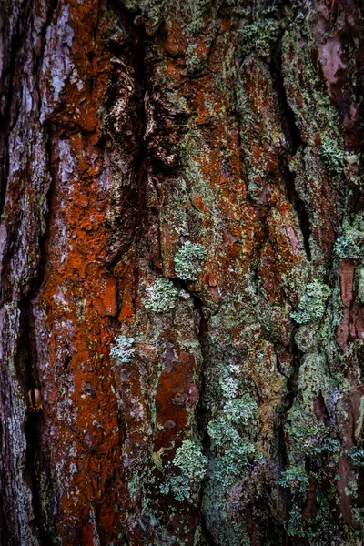 Moss Bosque Después Lluvia Montañas Los Cárpatos Ucrania — Foto de Stock