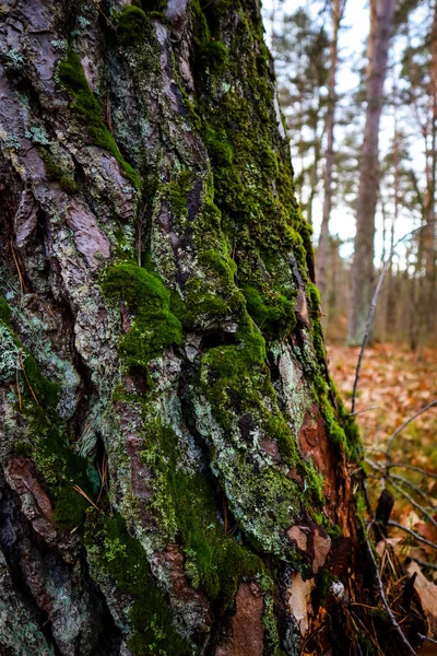 Moos Wald Nach Regen Ukrainische Karpaten — Stockfoto