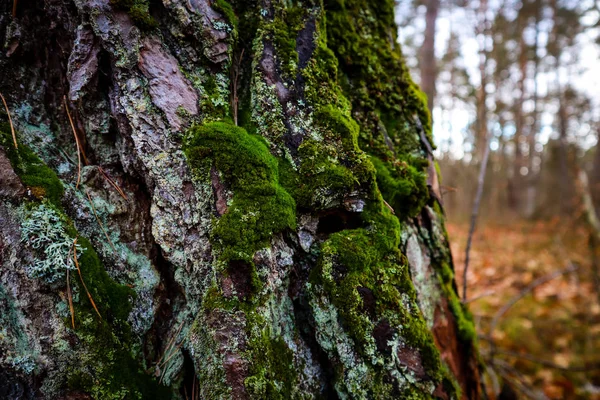 Mossa Skogen Efter Regn Ukrainska Karpaterna — Stockfoto