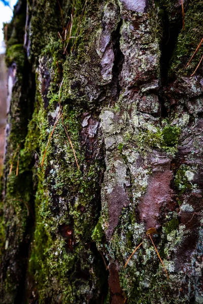 Mossa Skogen Efter Regn Ukrainska Karpaterna — Stockfoto