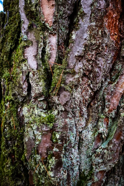 Mossa Skogen Efter Regn Ukrainska Karpaterna — Stockfoto