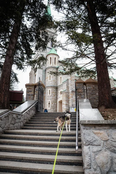 Красивая Церковь Центре Закопане Чёрно Белая Хаски Собака — стоковое фото