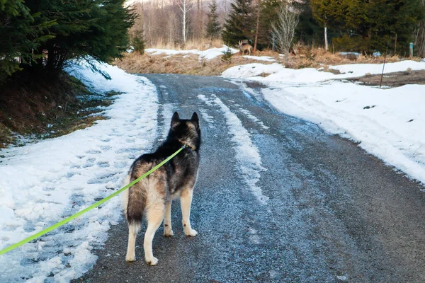The Husky dog is traveling. High Tatras Nature. Slovakia
