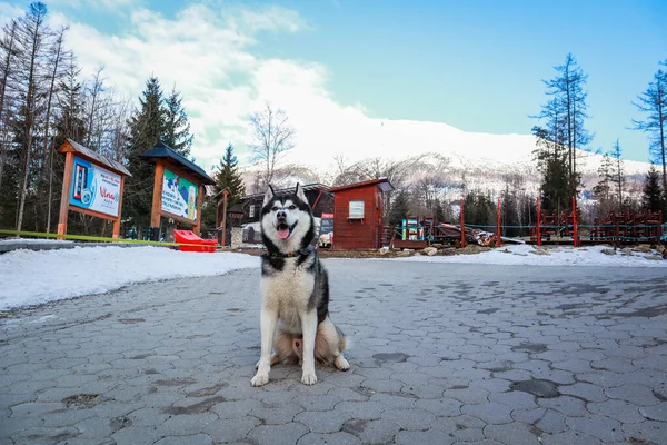 ハスキー犬が旅行中です 高タトラ自然 スロバキア — ストック写真