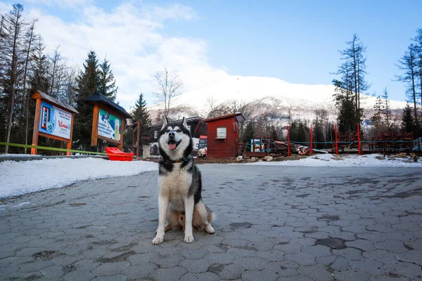 ハスキー犬が旅行中です 高タトラ自然 スロバキア — ストック写真