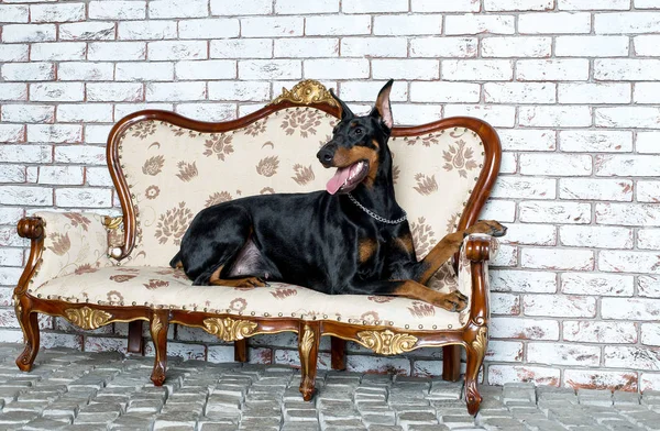 Doberman stüdyo — Stok fotoğraf