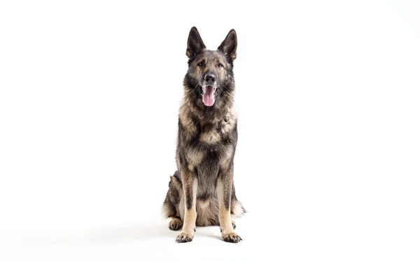 Cão em branco — Fotografia de Stock