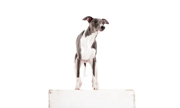 Beyaz köpek — Stok fotoğraf