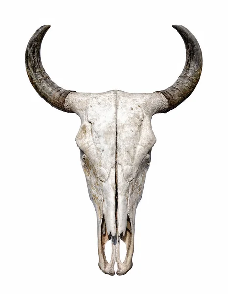 Cráneo de toro aislado sobre fondo blanco — Foto de Stock