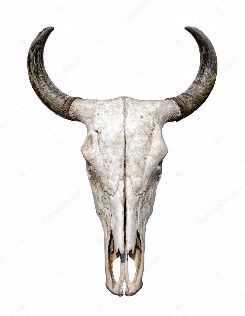 Bull Skull isolated on white background