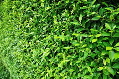 yeşil yapraklar arkaplan