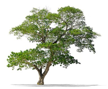 Büyük yağmur ağaç whith hoparlör izole