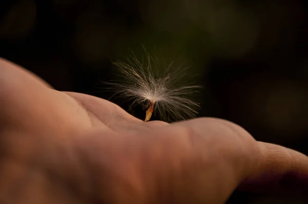 Fechar mão segurando sementes voadoras — Fotografia de Stock