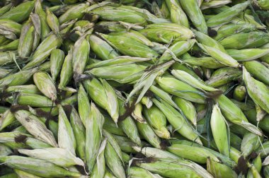 taze organik mısır