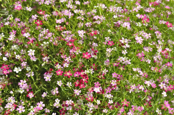 Rosa Blumen Hintergrund — Stockfoto