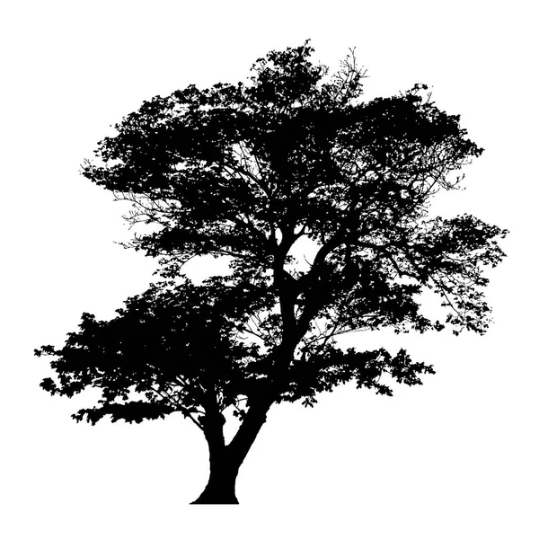 Rain tree siluett — Stockfoto