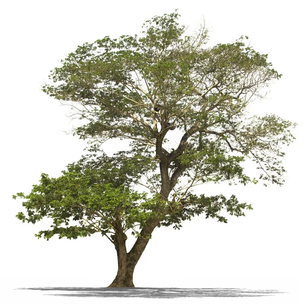 Hoparlör ile izole yağmur ağaç — Stok fotoğraf