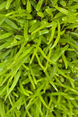 Yeşil yapraklara yağmur damlaları