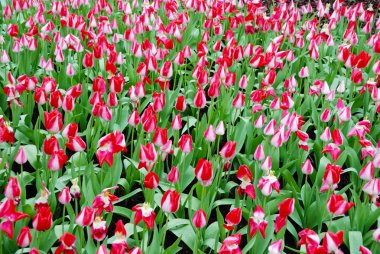 Kırmızı lale arka plan: yakın