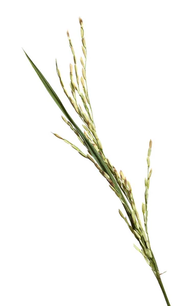 Close up of growing rice on white background — Stock Photo, Image