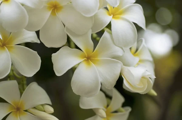 Keře nebo Plumeria nebo Templetree květ — Stock fotografie